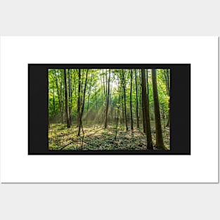 Rays of light in the forest Posters and Art